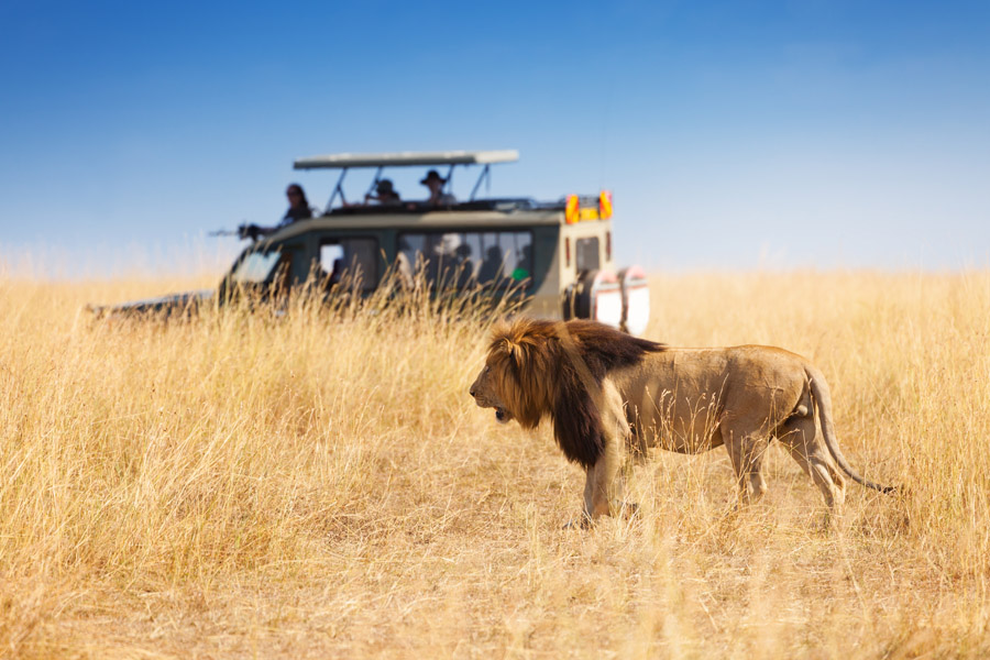 Tanzania Tour 2025/2026 – Serengeti Migration Safari